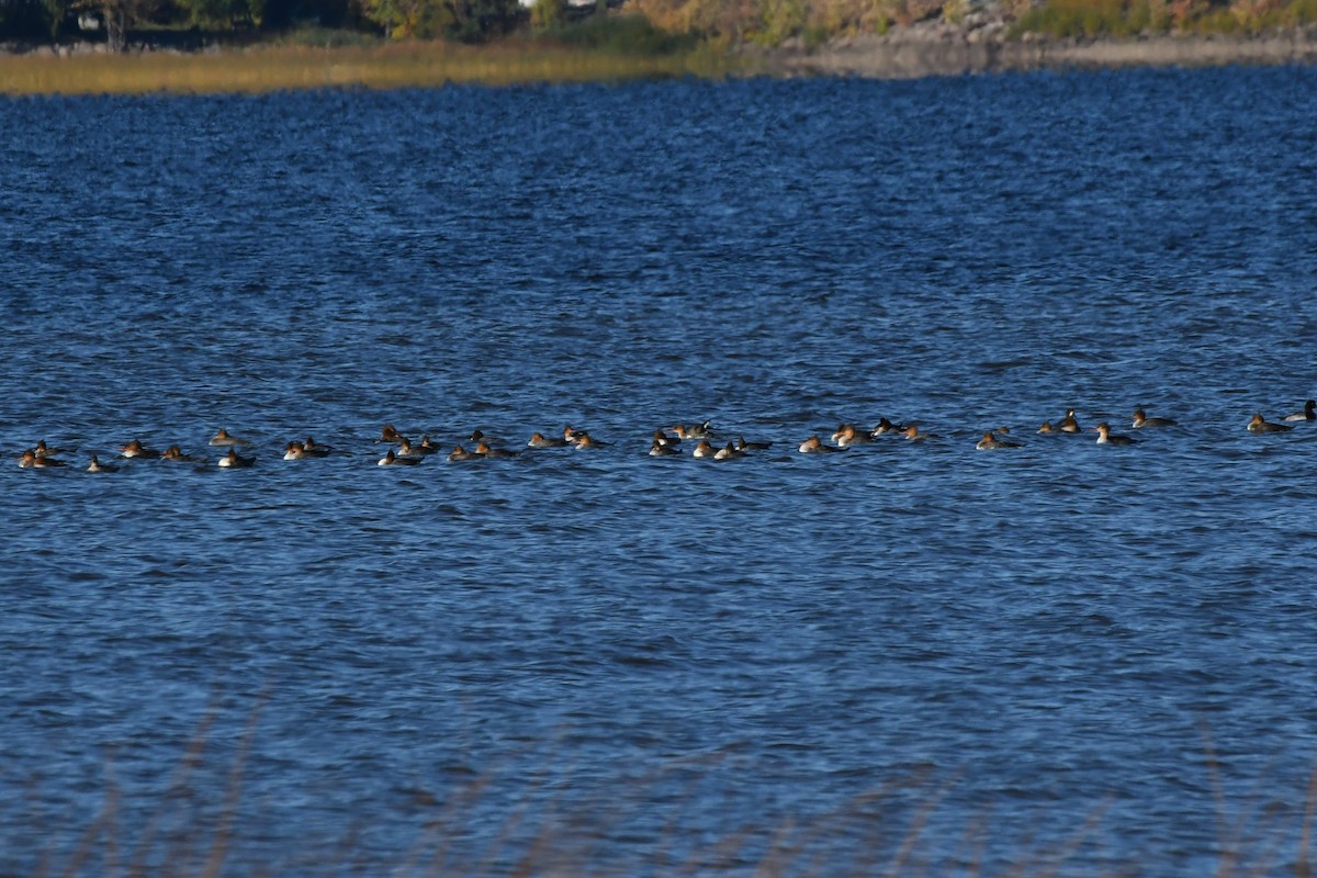 Red-breasted Merganser - ML643222456