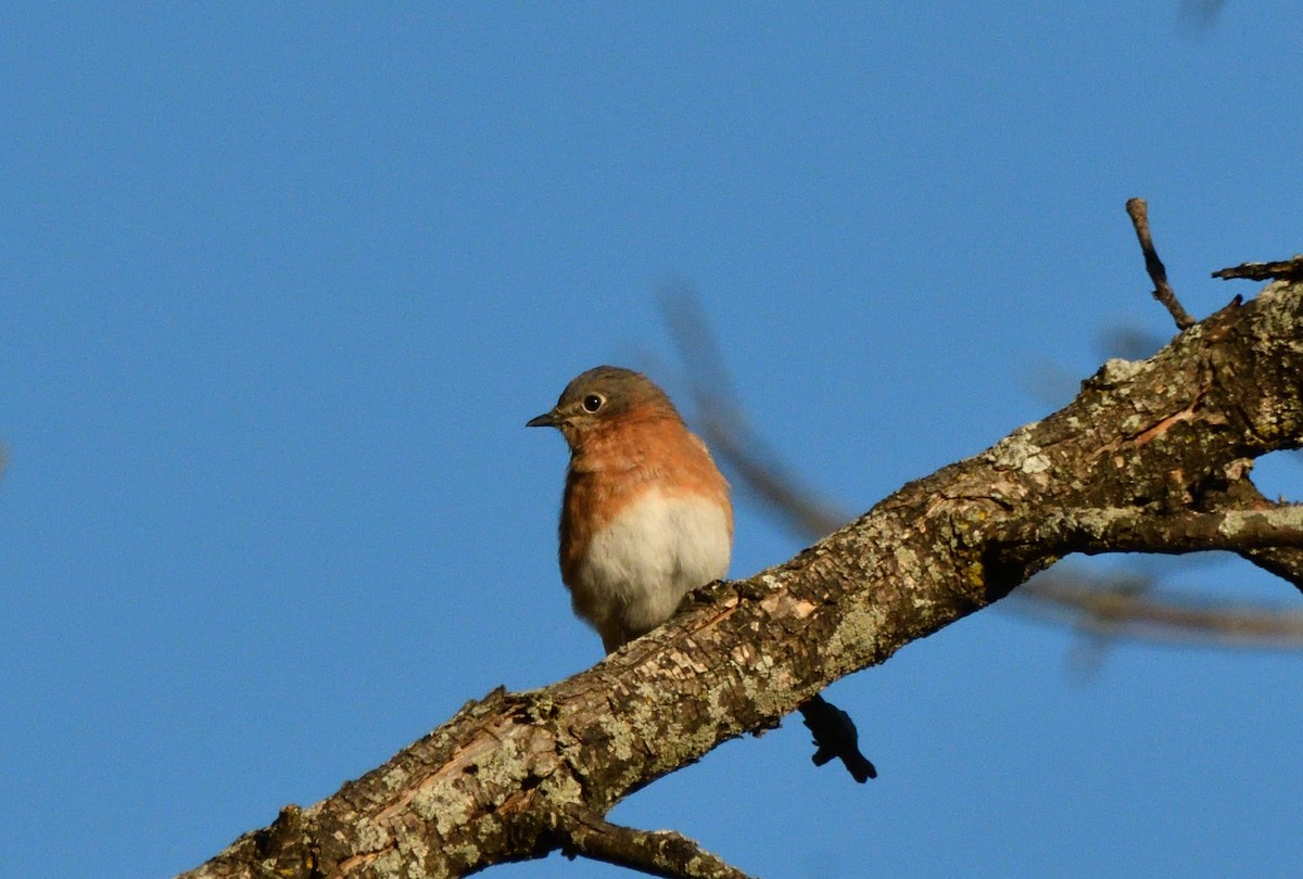 Eastern Bluebird - ML643222464