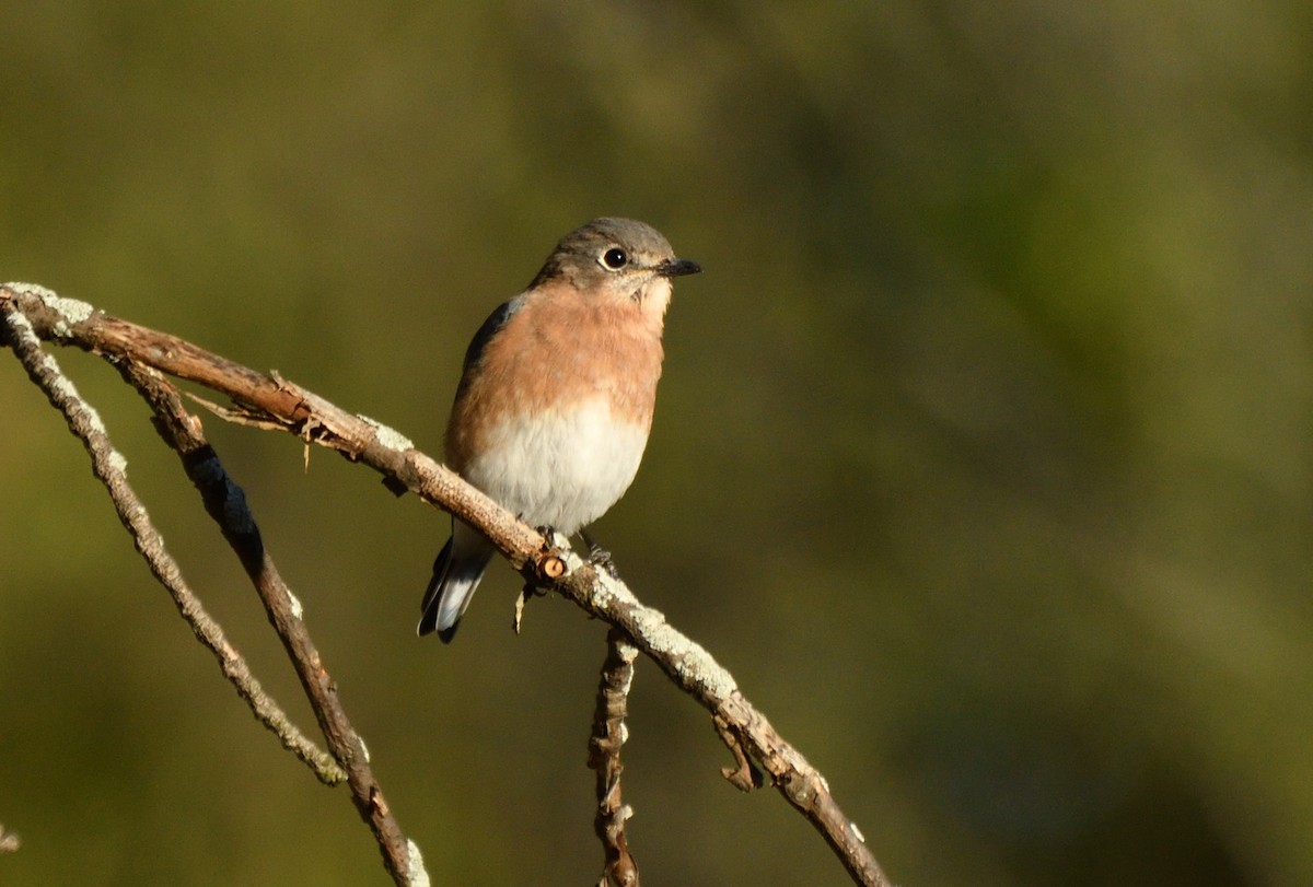 Eastern Bluebird - ML643222466