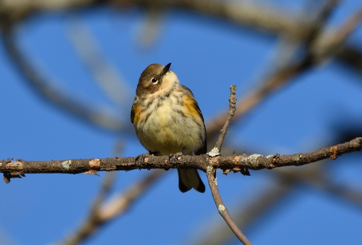 Yellow-rumped Warbler - ML643222476
