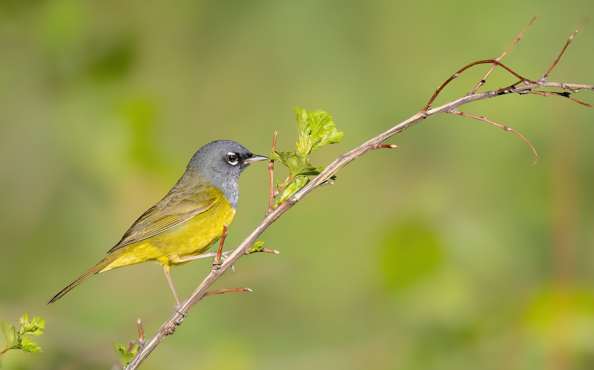 MacGillivray's Warbler - ML643222486