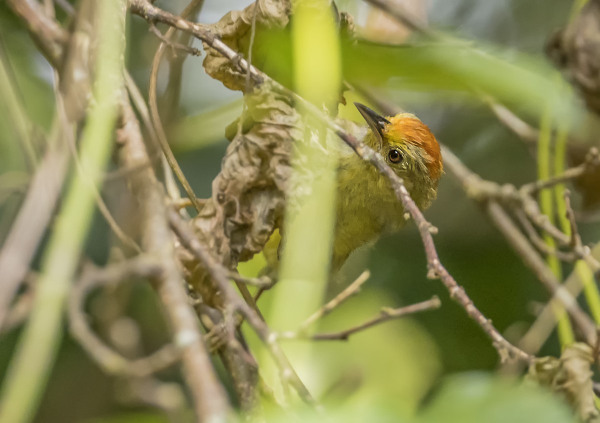 Rufous-capped Babbler - ML643222506