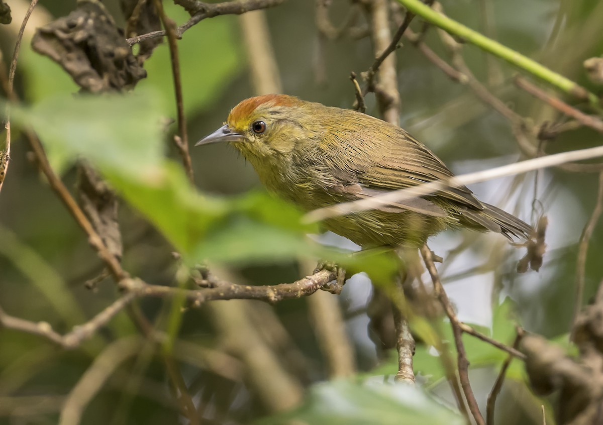 Rufous-capped Babbler - ML643222507