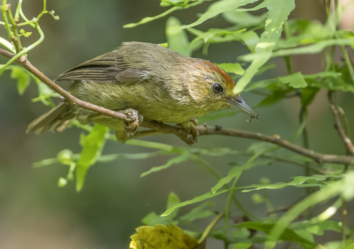 Rufous-capped Babbler - ML643222508