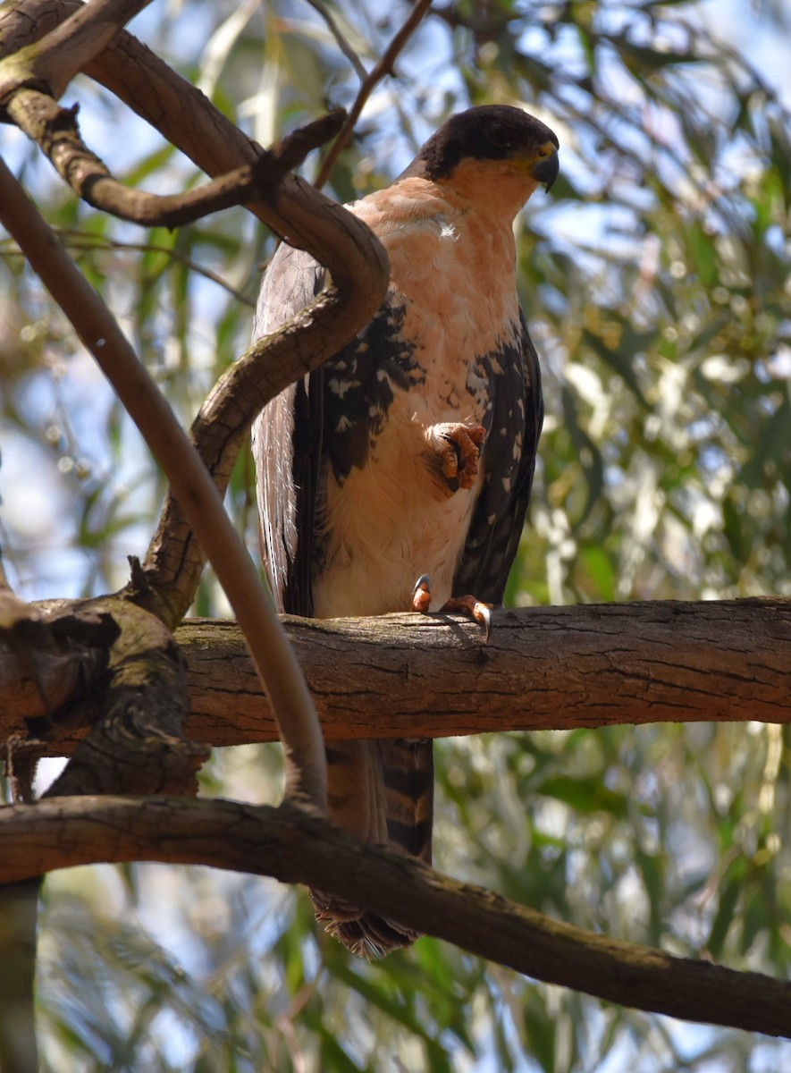 Black Goshawk - ML643222513