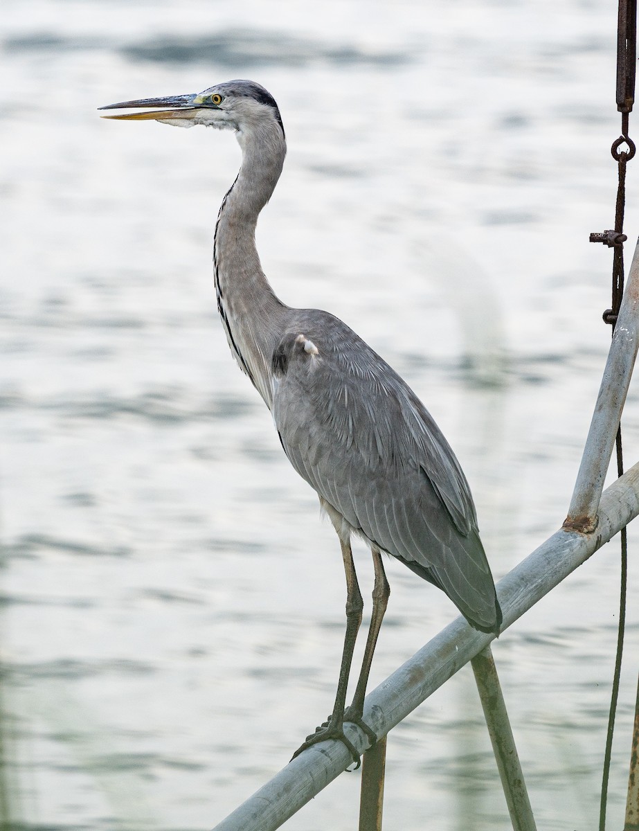 Gray Heron - ML643222521