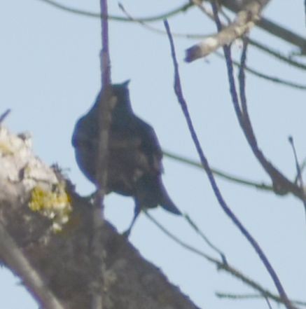 Eurasian Blackbird - ML643222522