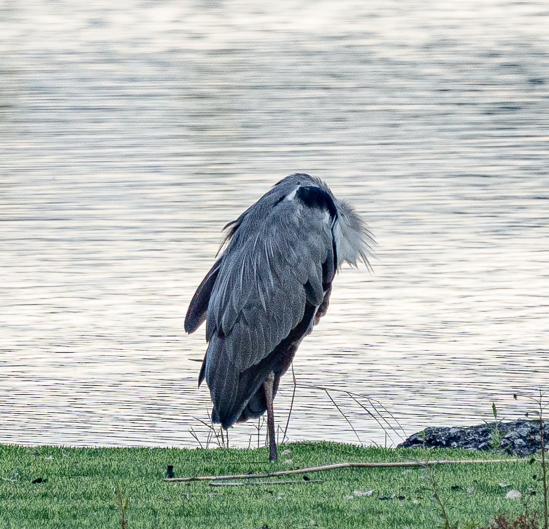 Gray Heron - ML643222523