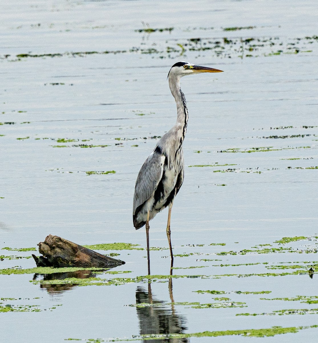 Gray Heron - ML643222524