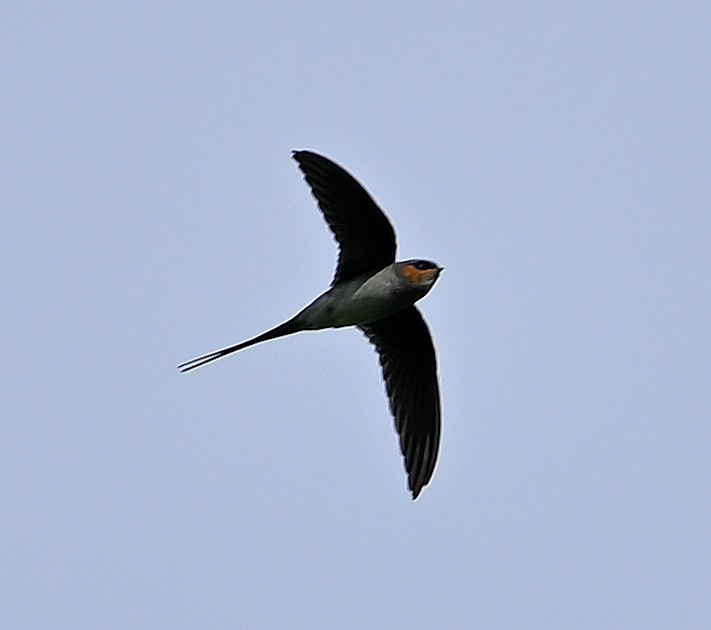 Gray-rumped Treeswift - ML643222526
