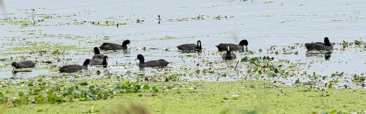 Eurasian Coot - ML643222527