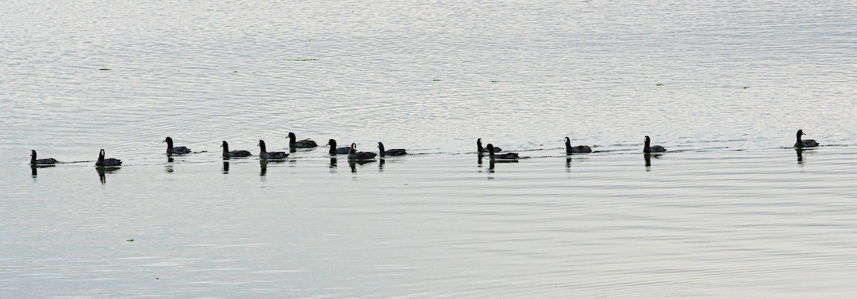 Eurasian Coot - ML643222528