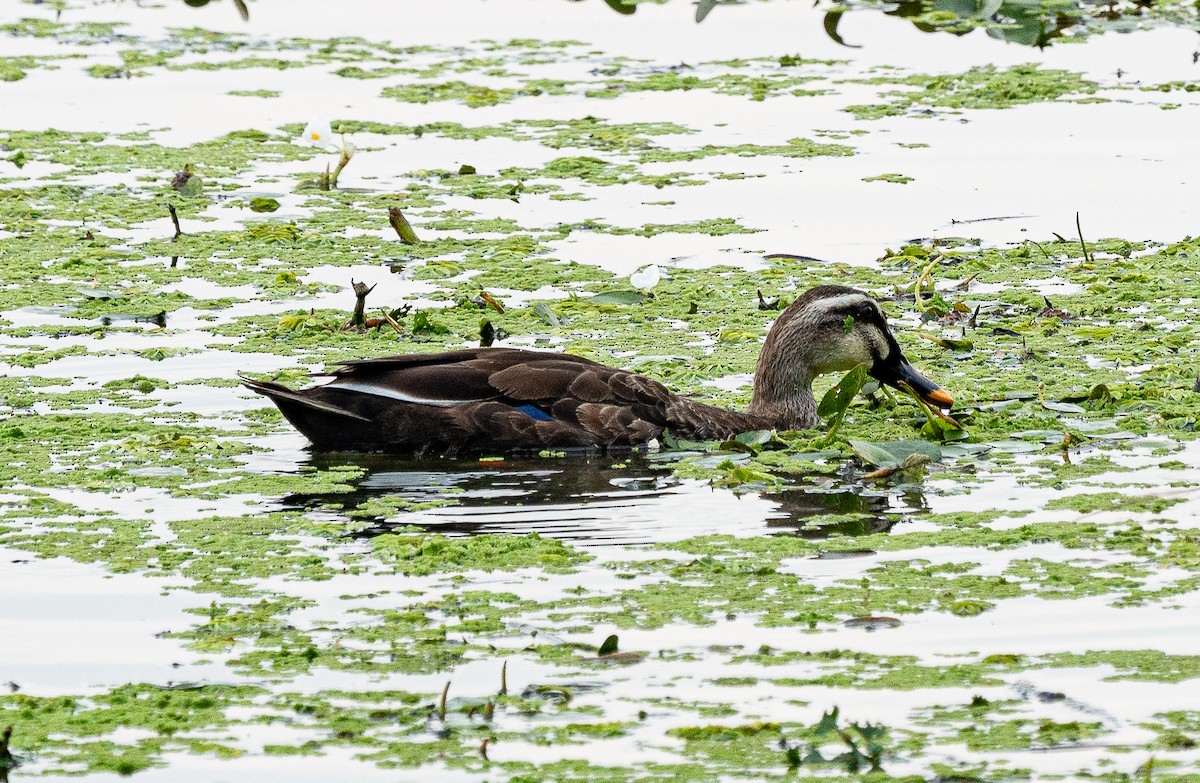 Eastern Spot-billed Duck - ML643222529