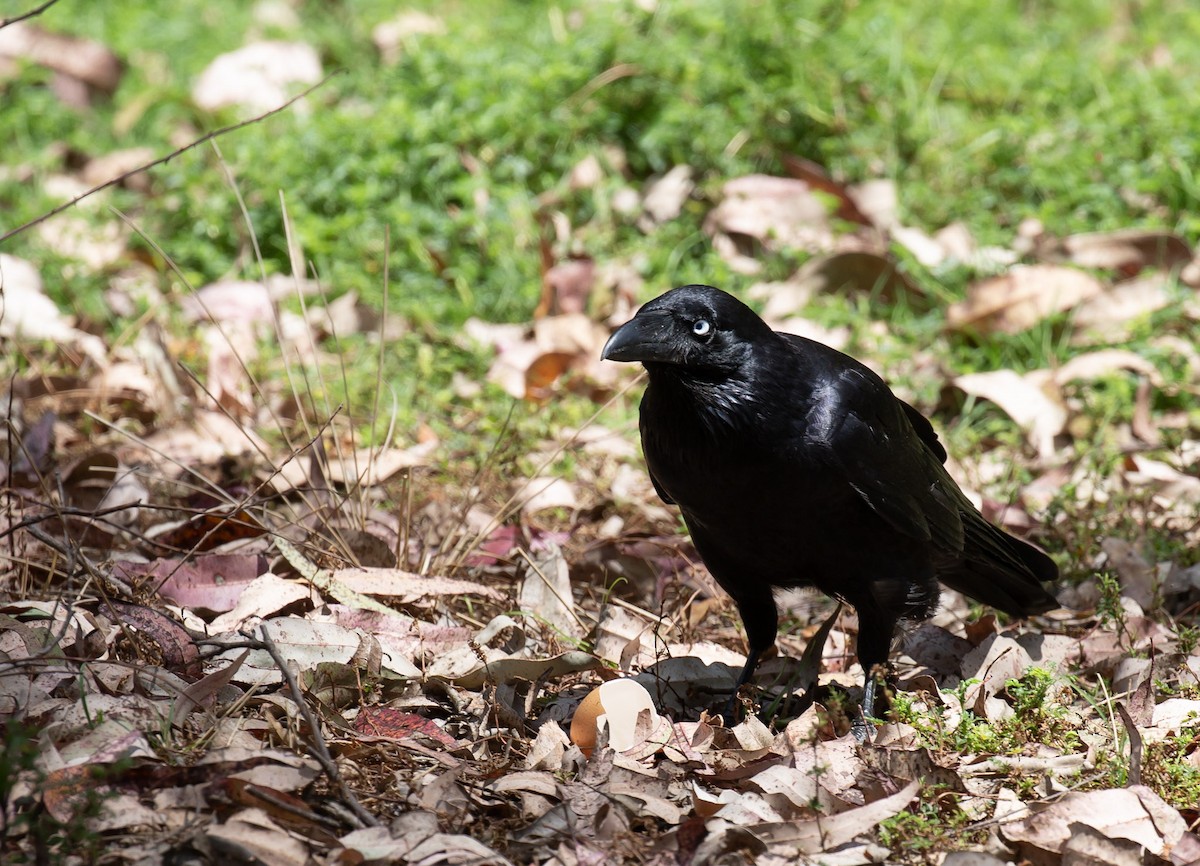 Forest Raven - ML643222532