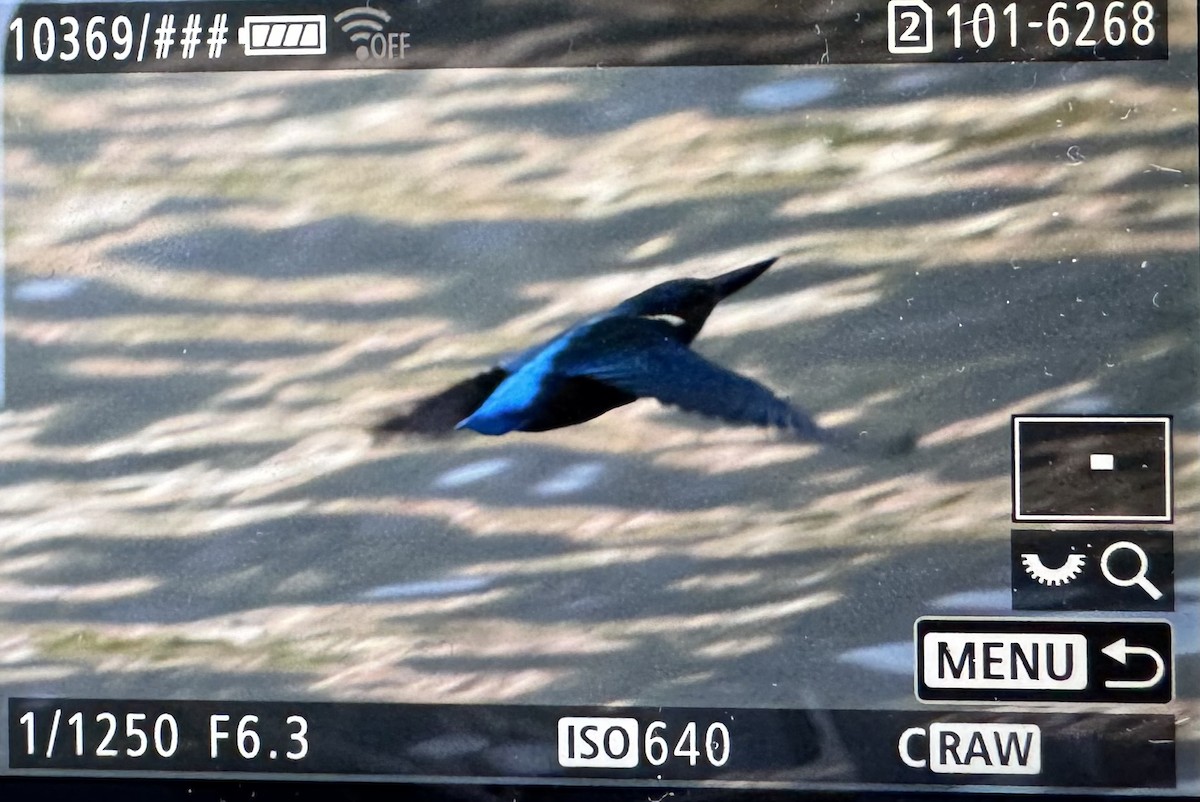 Common Kingfisher - ML643222542