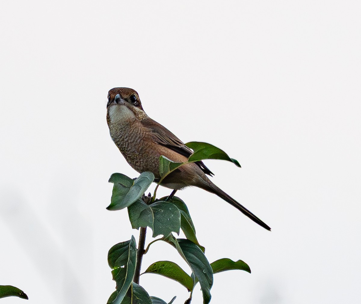 Bull-headed Shrike - ML643222543