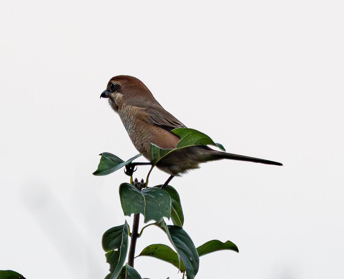 Bull-headed Shrike - ML643222545