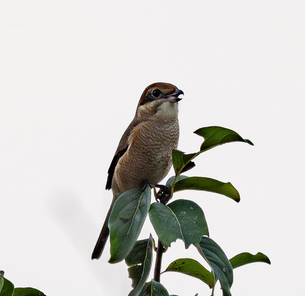 Bull-headed Shrike - ML643222546