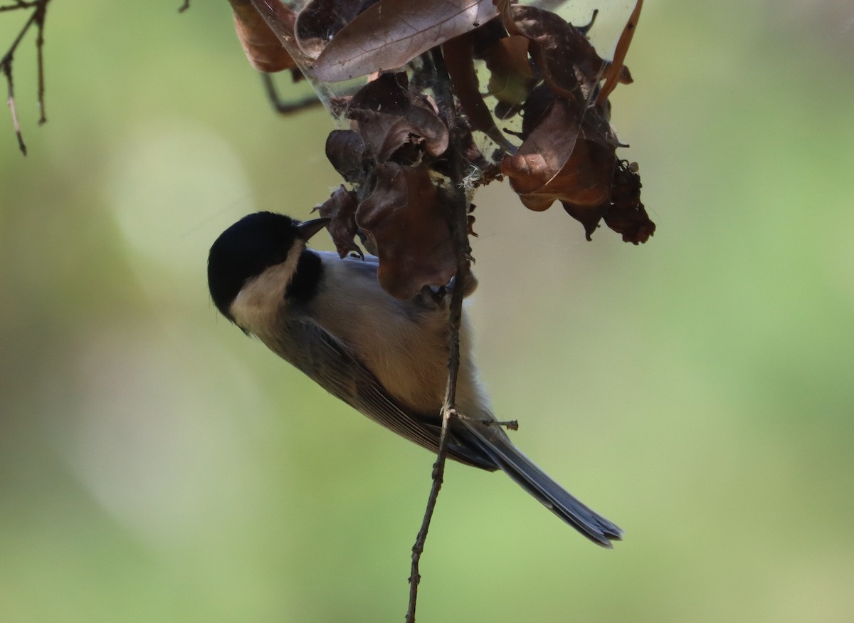 Carolina Chickadee - ML643222547