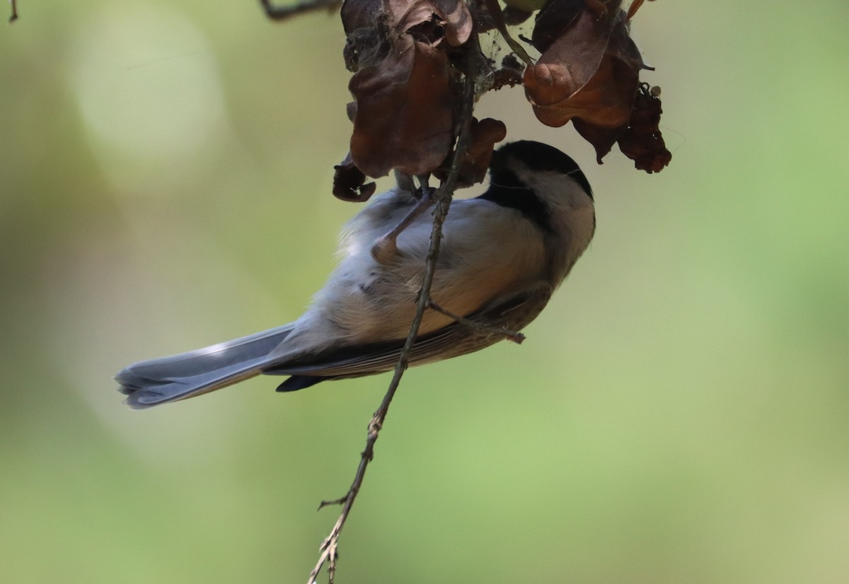 Carolina Chickadee - ML643222554