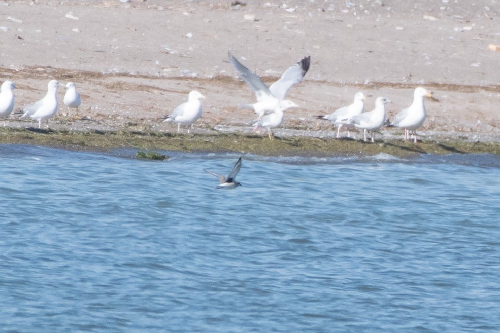 Black-bellied Plover - ML643222556