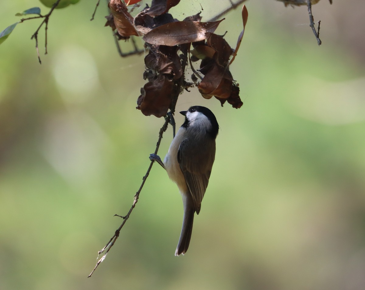 Carolina Chickadee - ML643222557
