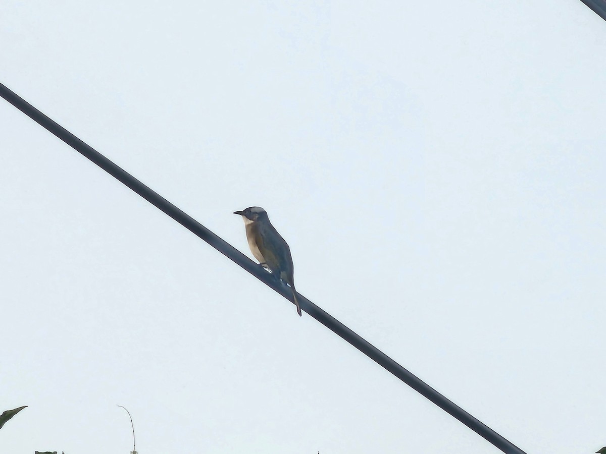 Light-vented Bulbul - ML643222561