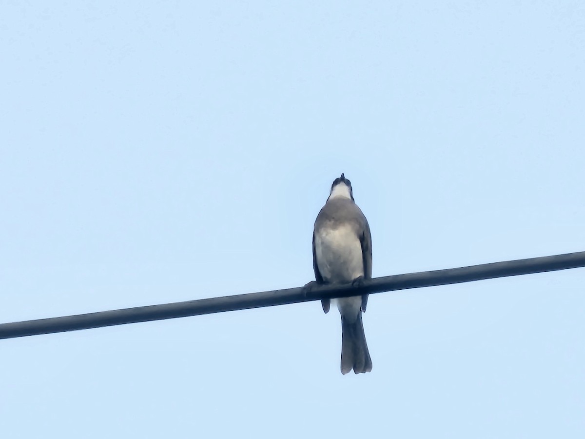 Light-vented Bulbul - ML643222563