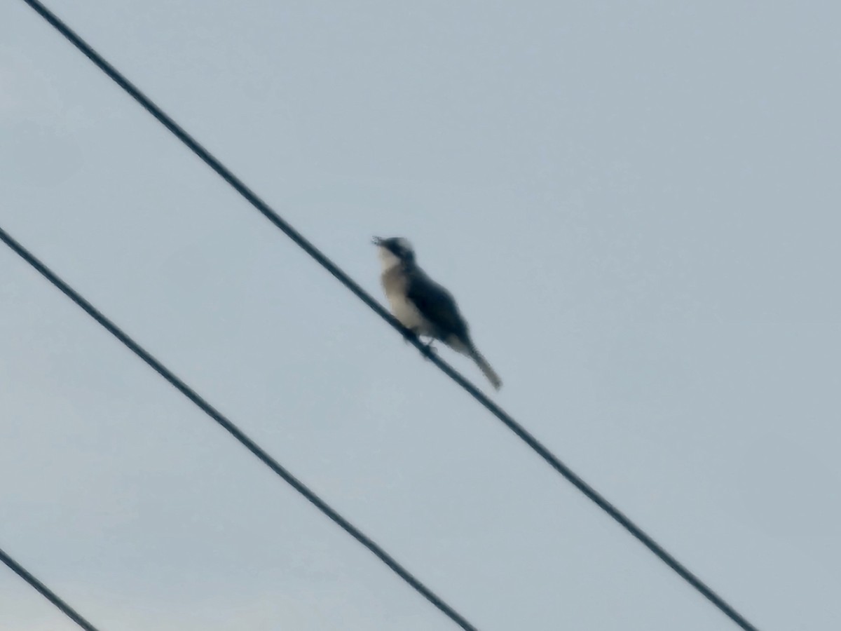Light-vented Bulbul - ML643222565
