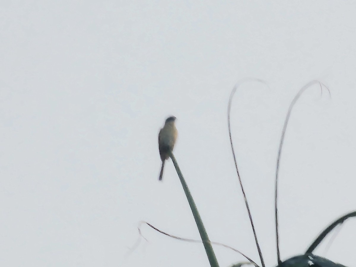 Light-vented Bulbul - ML643222566
