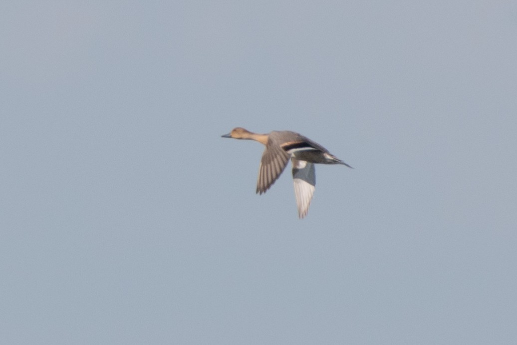 Northern Pintail - ML643222568