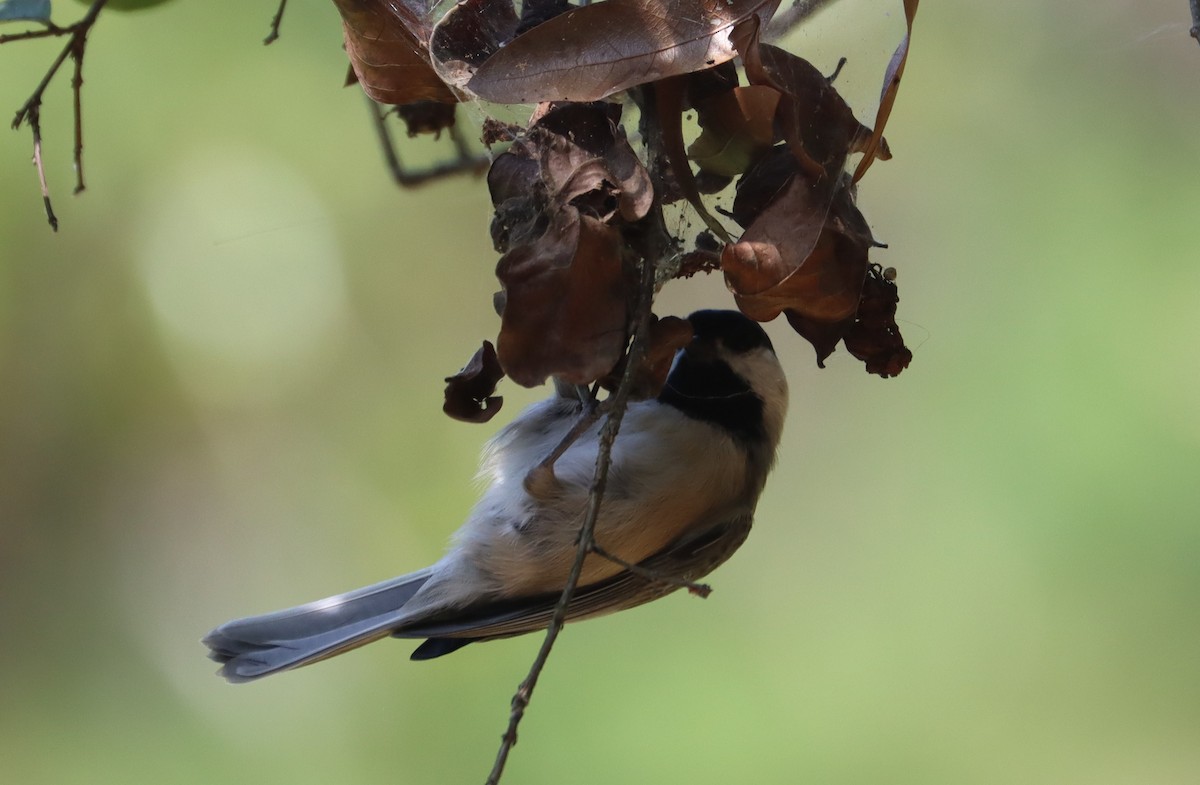 Carolina Chickadee - ML643222569