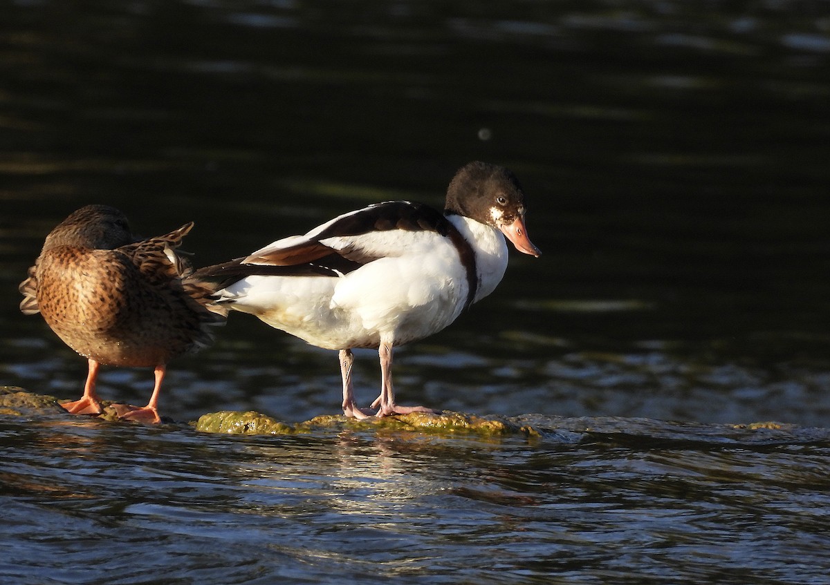Common Shelduck - ML643222570