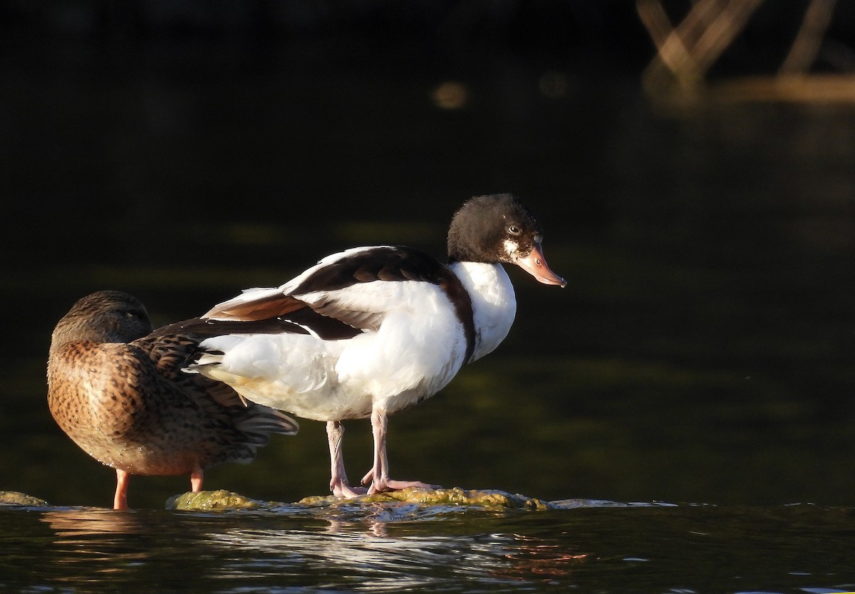 Common Shelduck - ML643222573