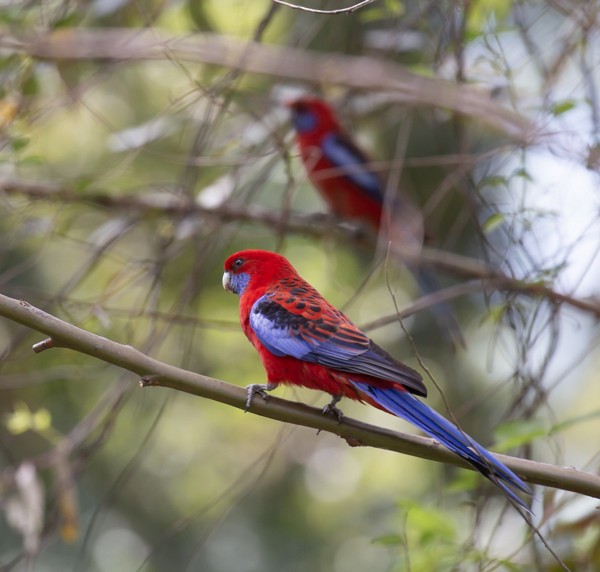 Crimson Rosella - ML643222574