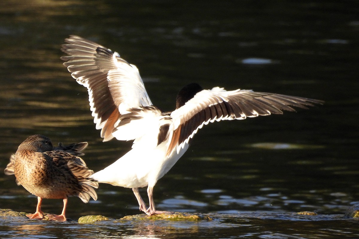 Common Shelduck - ML643222575