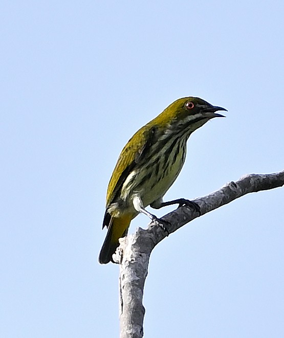 Yellow-vented Flowerpecker - ML643222576