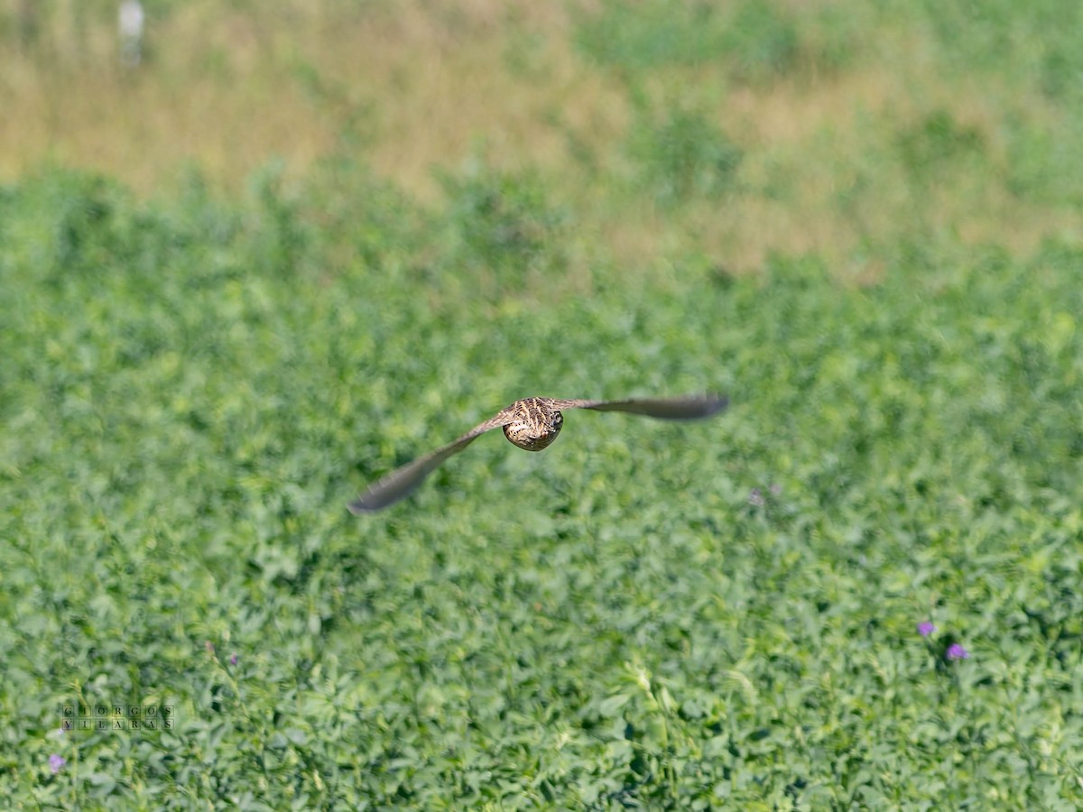 Common Quail - ML643222579