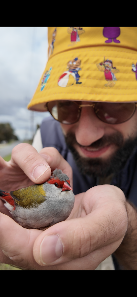 Red-browed Firetail - ML643222583