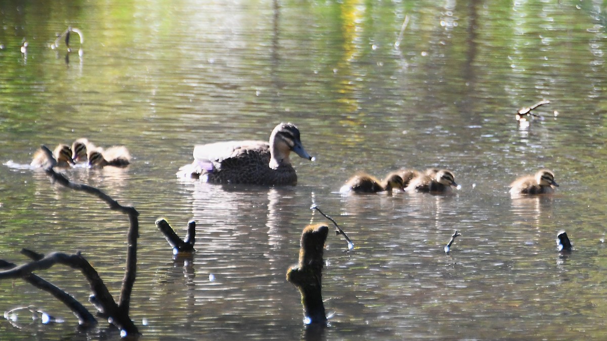 Canard à sourcils - ML643222587
