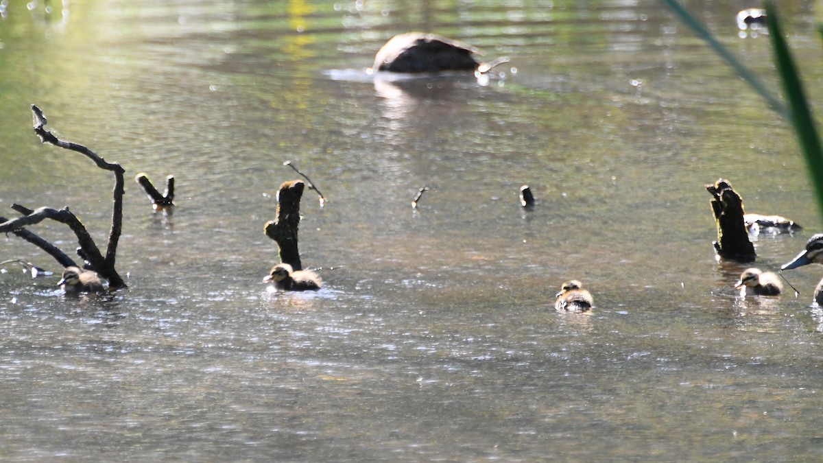 Canard à sourcils - ML643222589