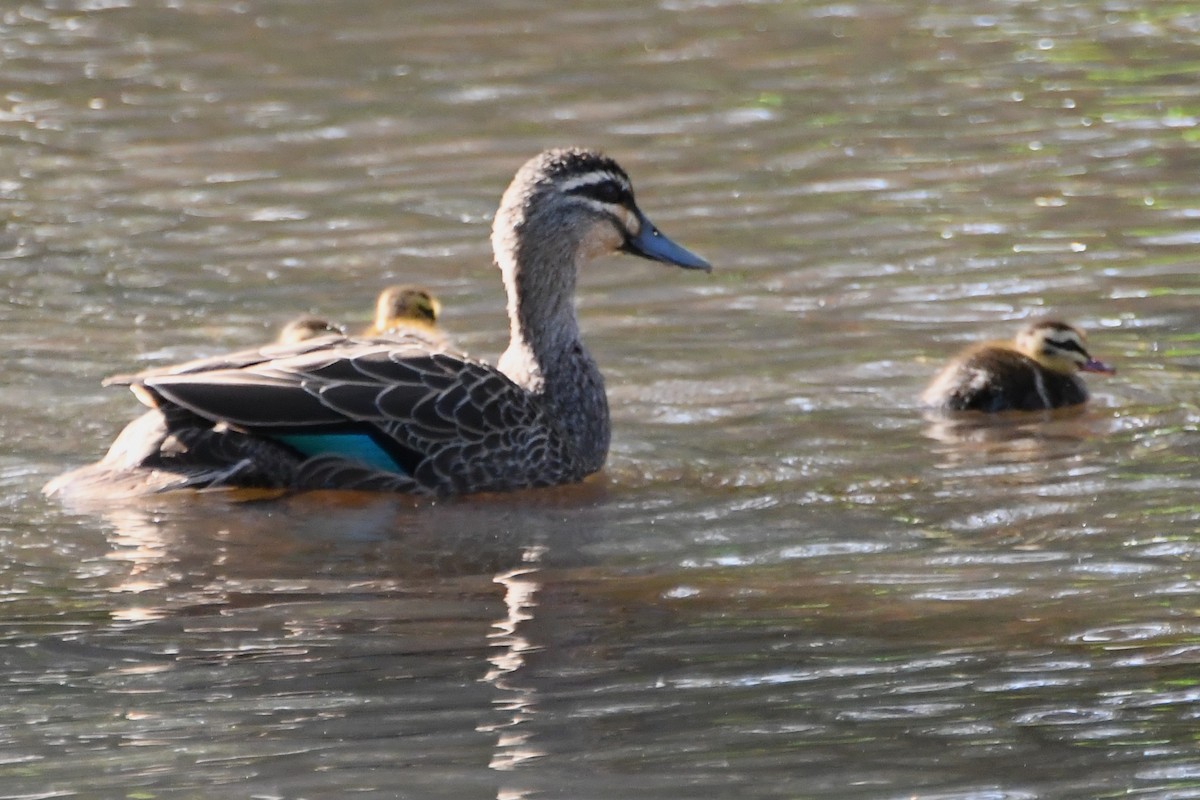 Canard à sourcils - ML643222590