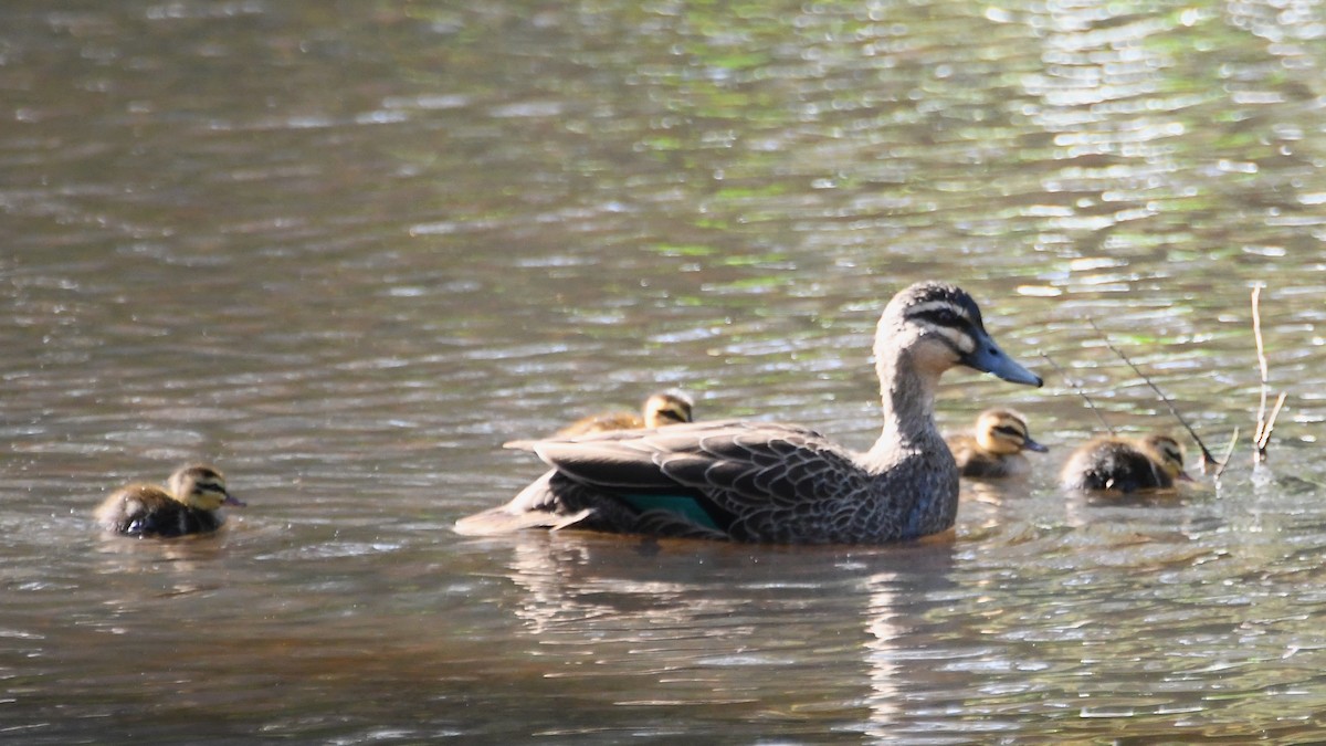 Canard à sourcils - ML643222591