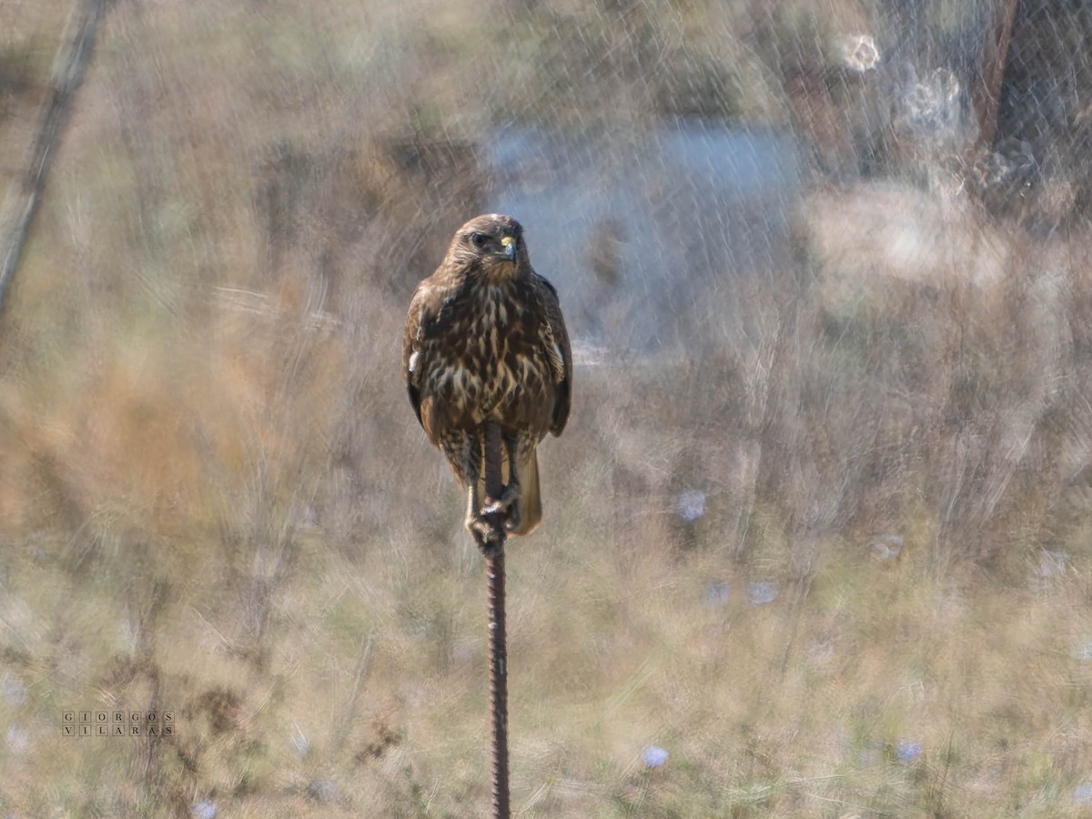 Buse variable - ML643222592
