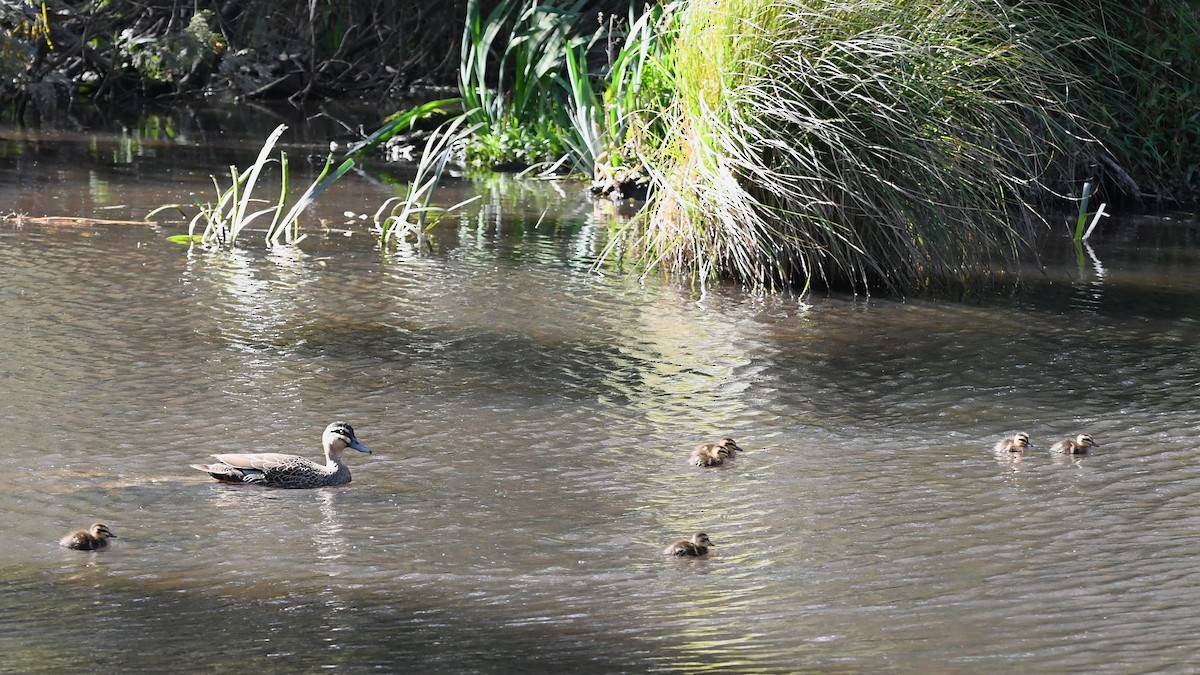Canard à sourcils - ML643222593