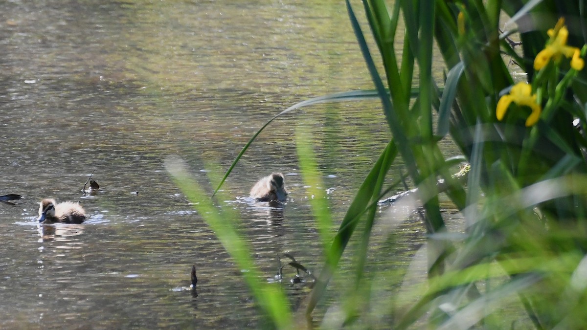 Canard à sourcils - ML643222600
