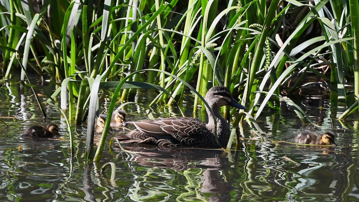Canard à sourcils - ML643222601