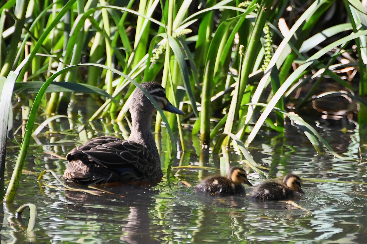 Canard à sourcils - ML643222603