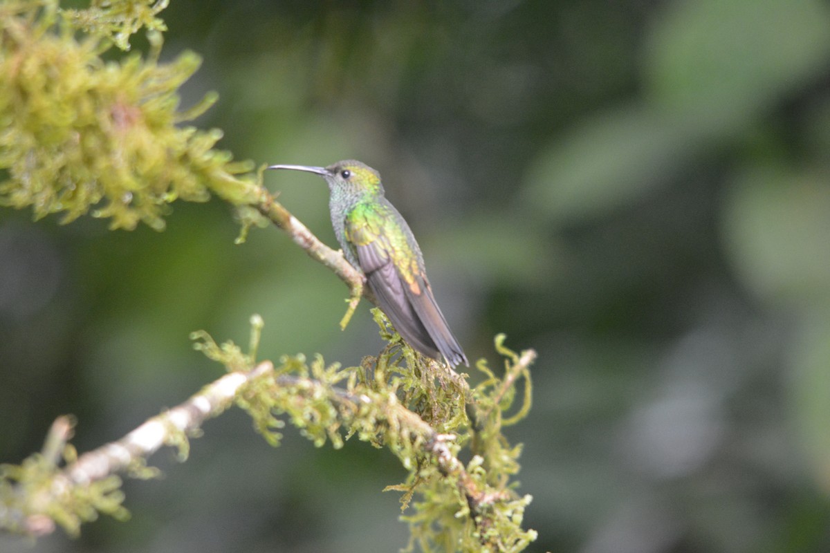 Colibri de Buffon - ML643222606