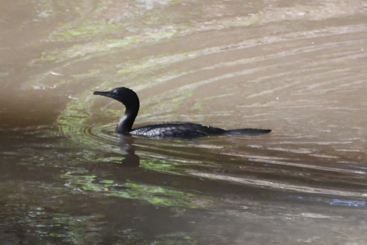 Cormoran noir - ML643222619